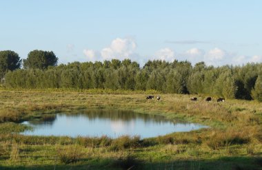 Hollanda inek ile tarım arazileri