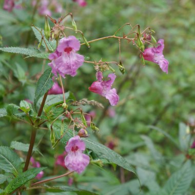 Impatiens Tagetes çiçeği, seçici odak