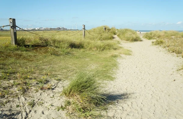Duinen van zand met groen gras — Stockfoto