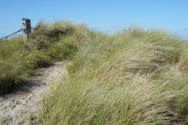 Zandduinen met gras — Stockfoto