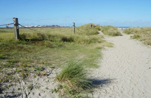 Zandduinen met gras — Stockfoto