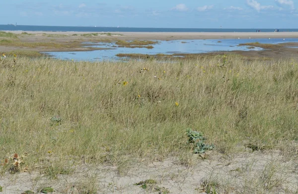 Sanddünen mit Gras — Stockfoto