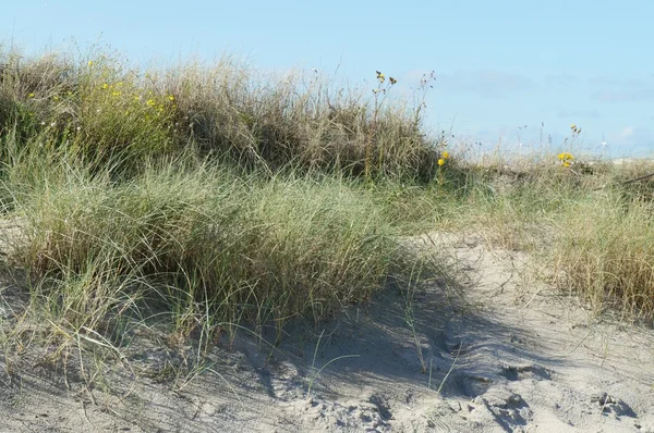 Landbouwgrond met koeien in Nederland — Stockfoto