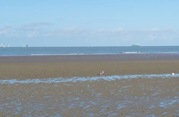 Zone littorale de la mer du Nord — Photo