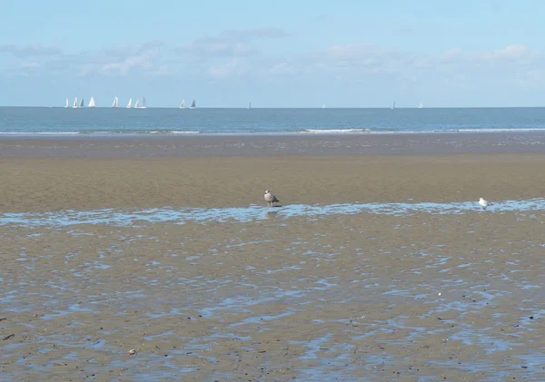 En zone van de Noordzee — Stockfoto