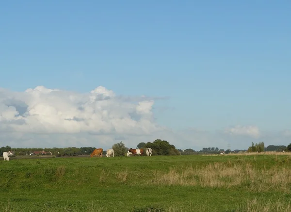 Paisagem holandesa com uma fazenda e vacas — Fotografia de Stock