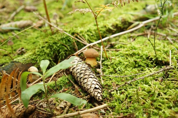 Bulanık orman zemini
