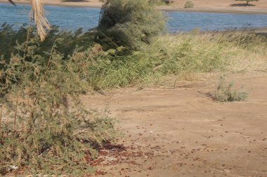 Avuç içi ve Nil Nehir alanların