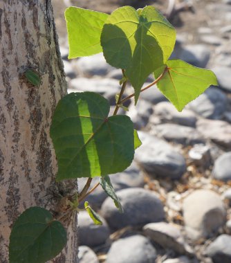 Kalp şeklinde yaprakları güneş ışınları ile