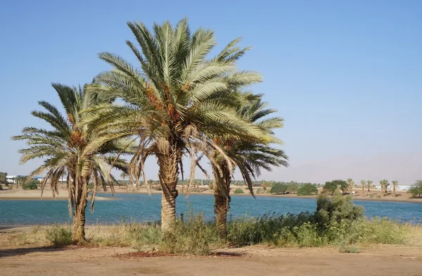 Palmen und Felder am Ufer des Nils — Stockfoto