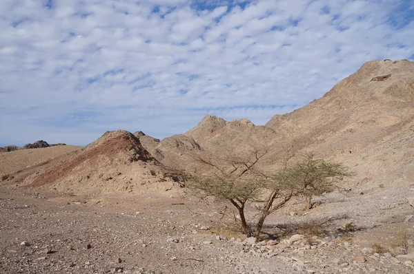 Wadi Shahamon，埃拉特 — 图库照片