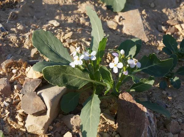 Diplotaxis acris en flor —  Fotos de Stock