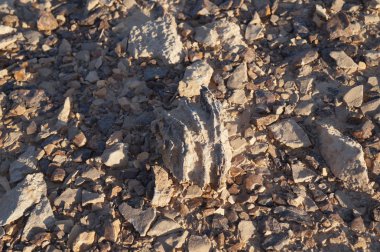 Çöl taşlar arka plan