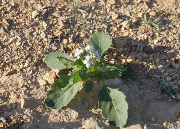 Diplotaxis acris en flor —  Fotos de Stock