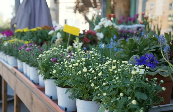 Flowers in the pots, blurred background — Stock Photo, Image