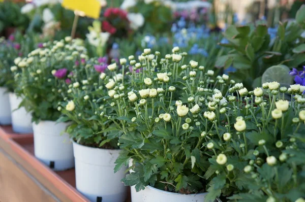 Flores en las macetas, fondo borroso —  Fotos de Stock