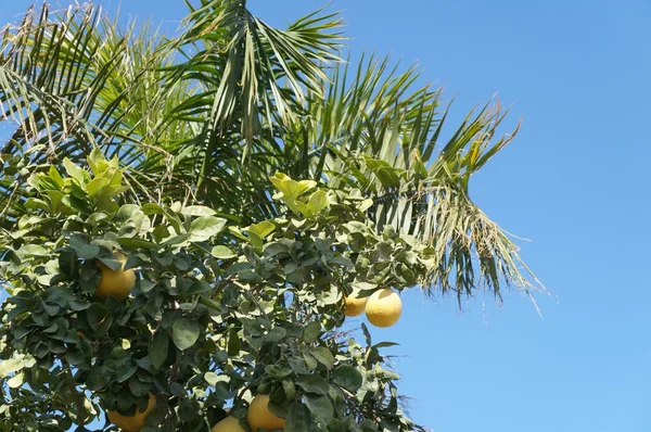 Pomelos amarillos y palmera — Foto de Stock