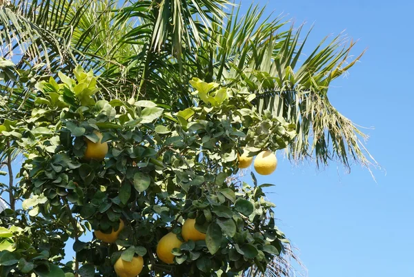 Yellow grapefruits and palm tree — Stock Photo, Image