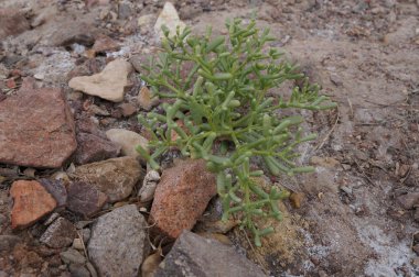 Yeşil çöl çiçeği