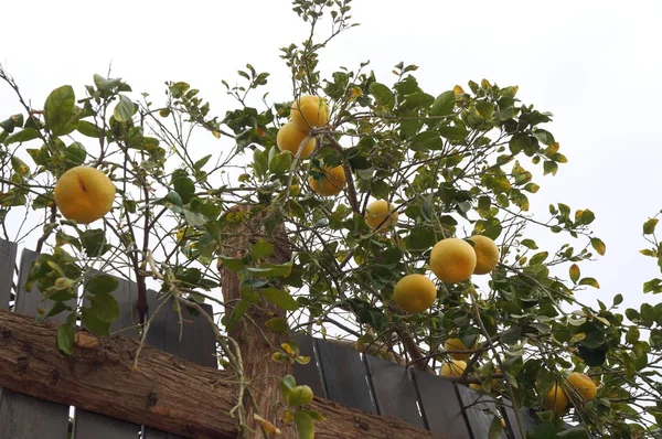 Yellow grapefruits on the tree — Stock Photo, Image