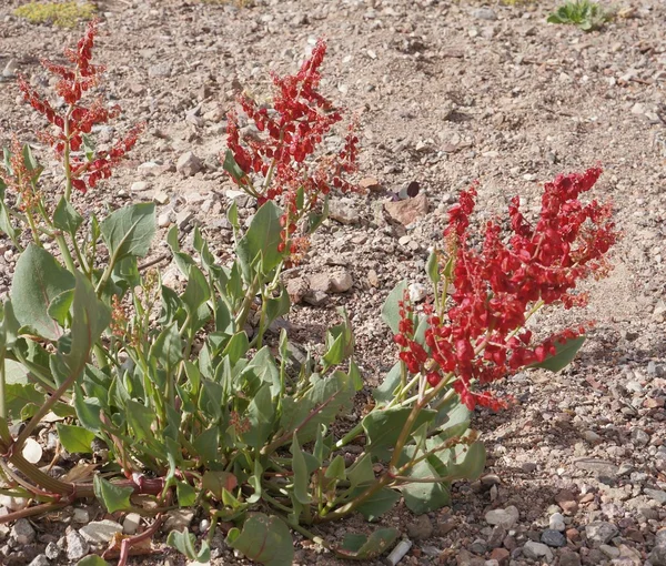 Rumex cyprius o acedera de caballo —  Fotos de Stock