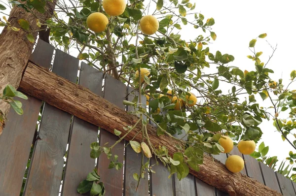 Pomelos amarillos en el árbol — Foto de Stock