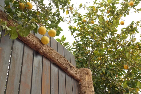 Yellow grapefruits on the tree — Stock Photo, Image