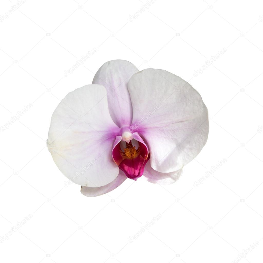White orchid head close up macro shot isolated on white backgrou