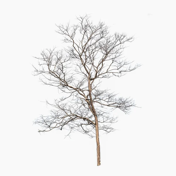 Tek eski ve ölü ağaç ve izole bir kök genç ateş 