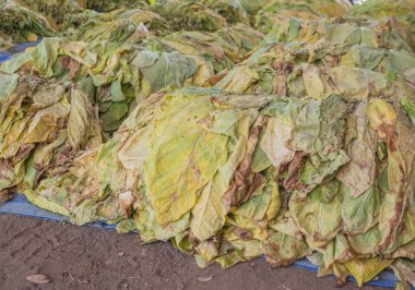 Tütün bir yeşil yaprakları