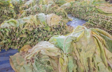 Tütün bir yeşil yaprakları