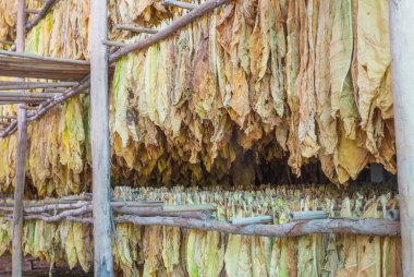 yaprakları bir kurutma tütün