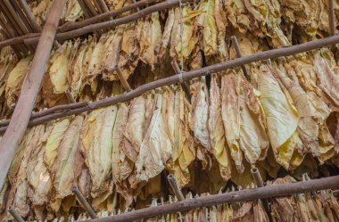 yaprakları bir kurutma tütün