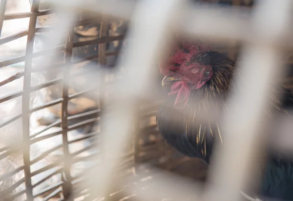 Blind Chicken  in the coo — Stock Photo, Image