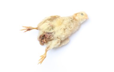 Ölü hatun, piliç beyaz arka plan üzerinde