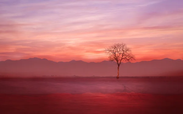 Одинокое дерево на земле с вечерним туманом — стоковое фото