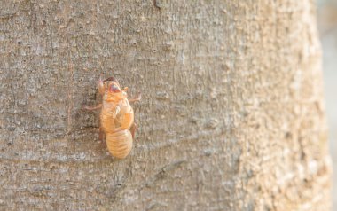 Ağustosböceği ağustosböceği ağustosböceği ağustosböceği kabuğu kabuğu kabuğu kabuğu kabuğu