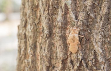 Ağustosböceği ağustosböceği ağustosböceği ağustosböceği kabuğu kabuğu kabuğu kabuğu kabuğu