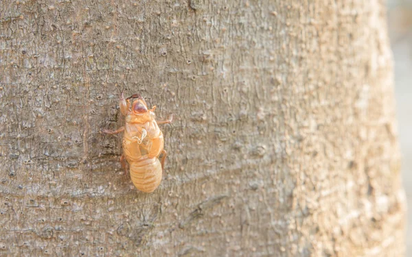 Husk of cicada Husk of cicada Husk of cicada Husk of cicada Husk — Stock Photo, Image