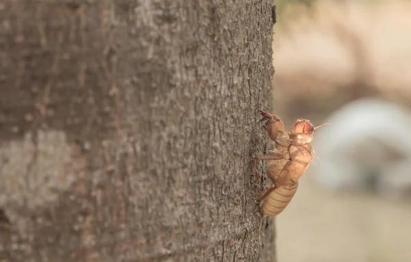 Husk of cicada Husk of cicada Husk of cicada Husk of cicada Husk — Stock Photo, Image