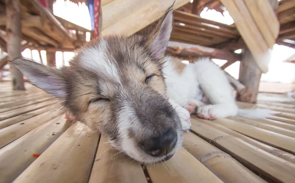 Śpiący pies na drewnianej — Zdjęcie stockowe