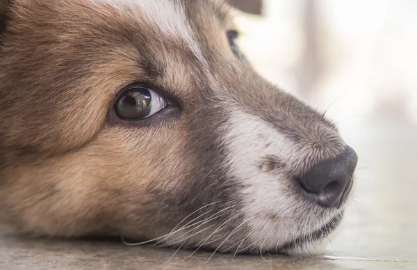 Puppy am a looking — Stock Photo, Image