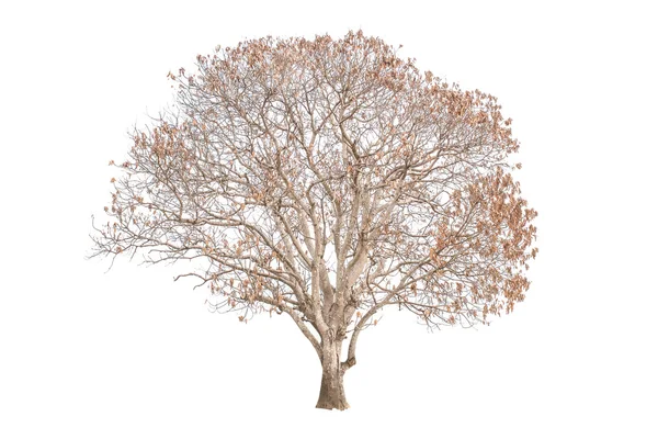 Mangobaum einzelne alte und tote Bäume und junge Triebe von einem Dach — Stockfoto
