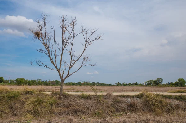 Camino vacío y un árbol seco en el campo — Foto de Stock