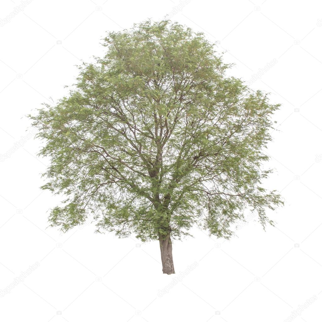 Tamarind Tree Tamarindus Indica Tropical Tree In The Northeast Stock Photo Image By C Photoraidz Tamarind Tree Tamarindus Indica Tropical Tree In The Northeast Stock Photo Image By C Photoraidz