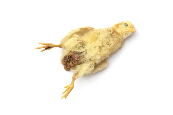 Chickens lying dead on the farm use as illustrations in farming. — Stock Photo, Image