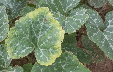 Böcekler yaprak yiyen kabak yaprak şekli