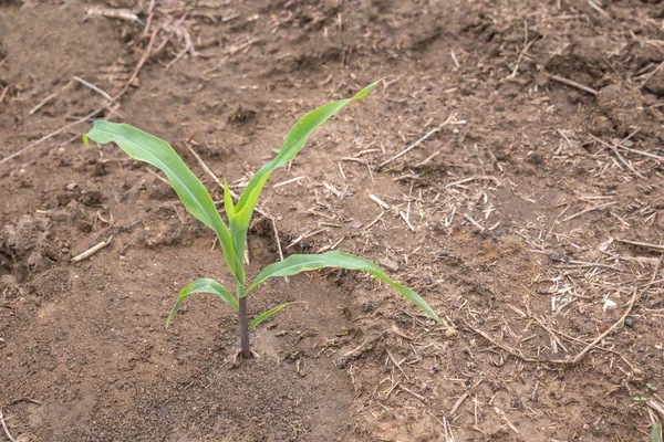 Planta de maíz en el suelo en perfecto — Foto de Stock