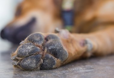 köpek ayaklar ve bacaklar