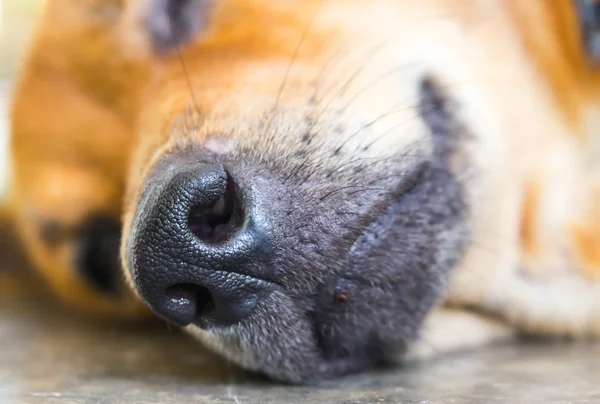 Primo piano del naso di un cane — Foto Stock